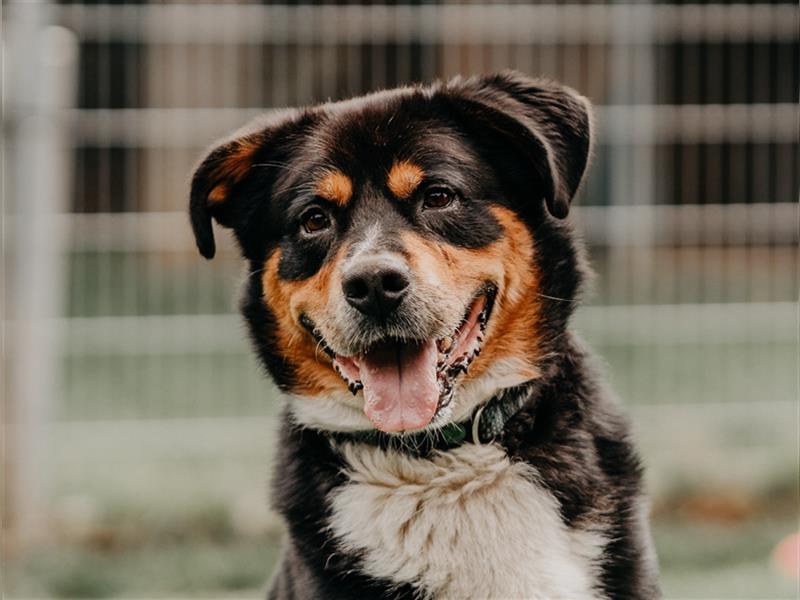 toller Berner Sennnen-Mix Lucky (Tierschutz)