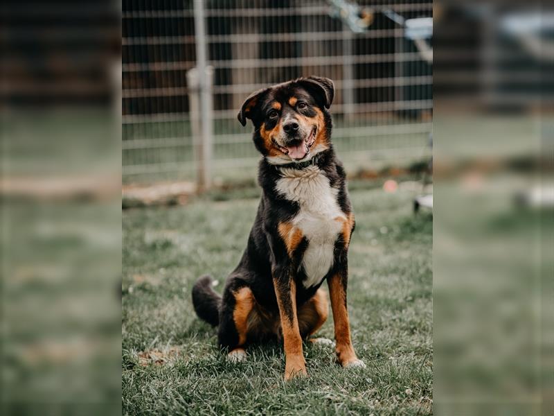 toller Berner Sennnen-Mix Lucky (Tierschutz)