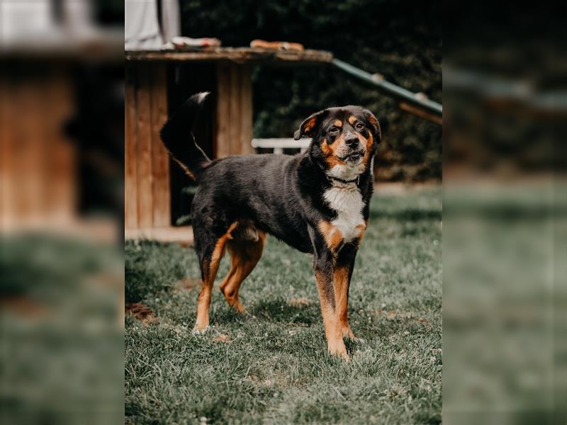 toller Berner Sennnen-Mix Lucky (Tierschutz)