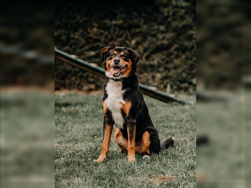 toller Berner Sennnen-Mix Lucky (Tierschutz)