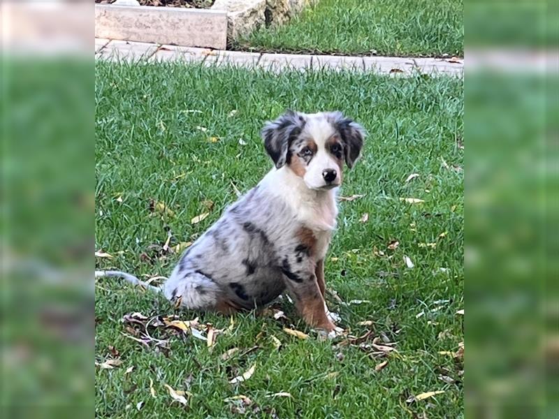 Berner Sennen / Miniatur Australian Shepherd Mischlingswelpe / Mini Aussie Rüde