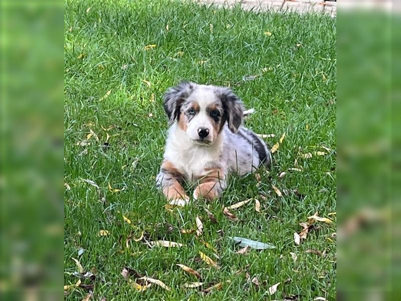 Berner Sennen / Miniatur Australian Shepherd Mischlingswelpe / Mini Aussie Rüde