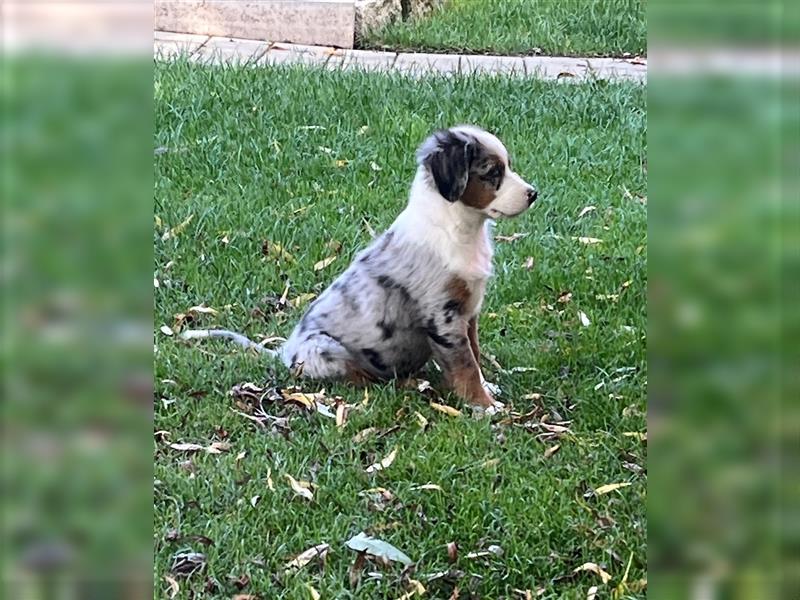 Berner Sennen / Miniatur Australian Shepherd Mischlingswelpe / Mini Aussie Rüde