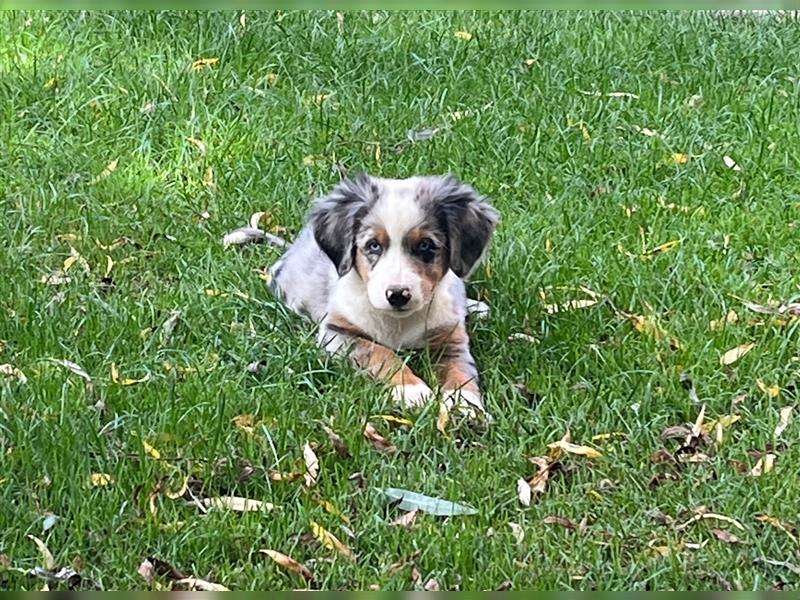 Berner Sennen / Miniatur Australian Shepherd Mischlingswelpe / Mini Aussie Rüde