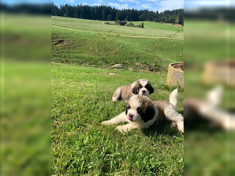 Verkaufe Reinrassige Bernhardiner Welpen