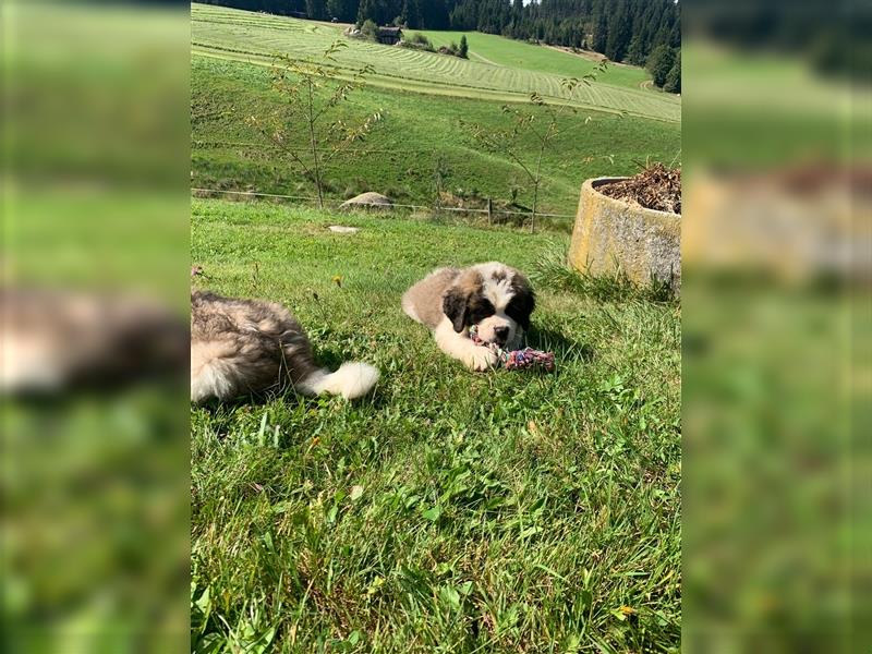 Verkaufe Reinrassige Bernhardiner Welpen