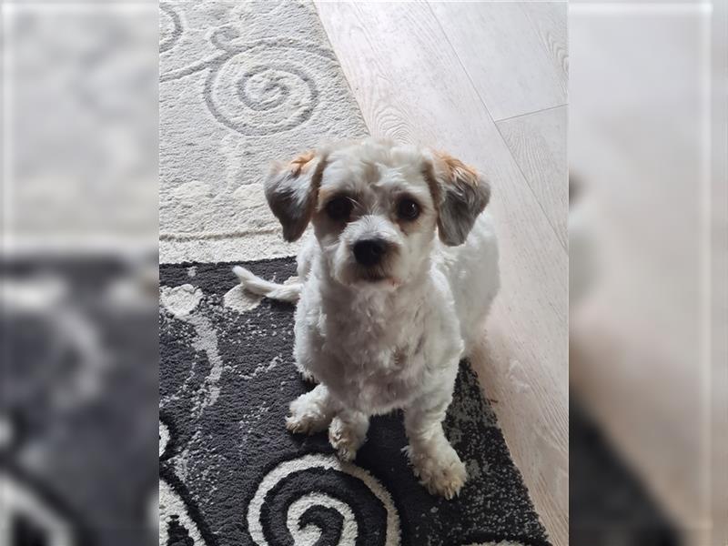 Bichon Frise - Shih-Tzu Mädchen 1 Jahr alt