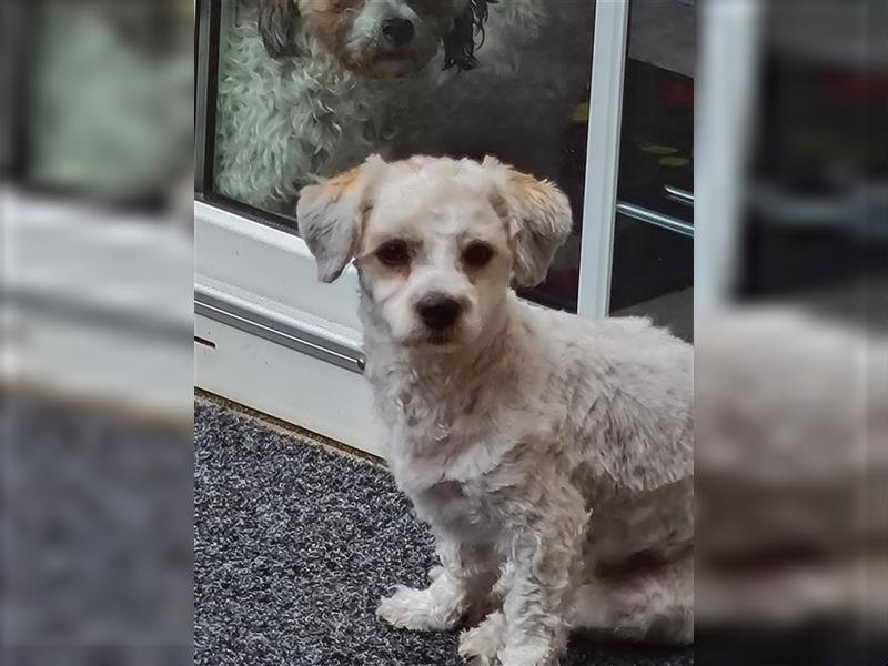 Bichon Frise - Shih-Tzu Mädchen 1 Jahr alt