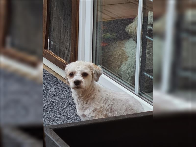 Bichon Frise - Shih-Tzu Mädchen 1 Jahr alt