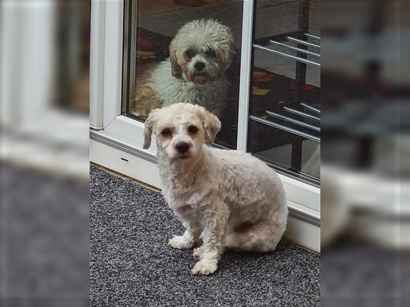 Bichon Frise - Shih-Tzu Mädchen 1 Jahr alt