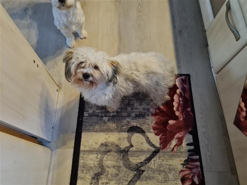 Bichon Frise - Shih-Tzu Mädchen 1 Jahr alt