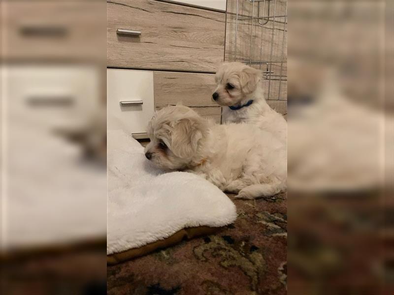 2 malteser (Bichon Frisé) Welpen 8 Wochen alt