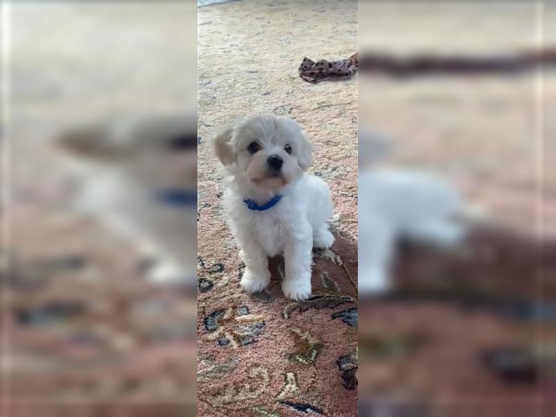 2 malteser (Bichon Frisé) Welpen 8 Wochen alt