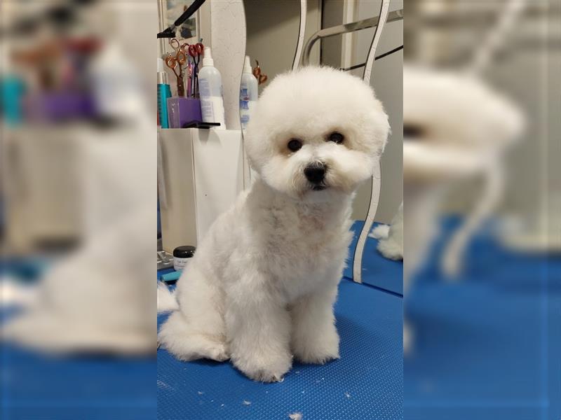 Süßer Welpe Bichon Frise Hündin 7 Monate