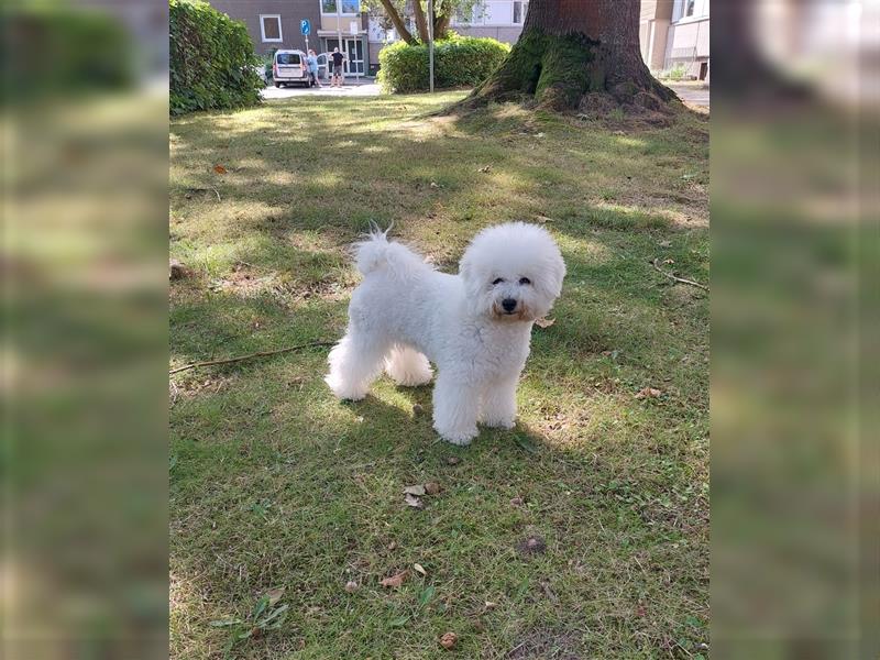 Süßer Welpe Bichon Frise Hündin 7 Monate