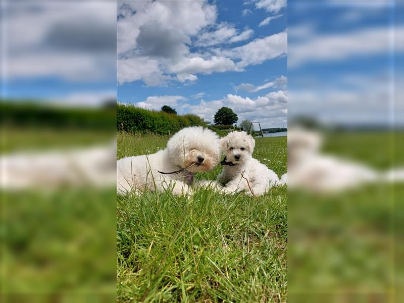 Süßer Welpe Bichon Frise Hündin 7 Monate