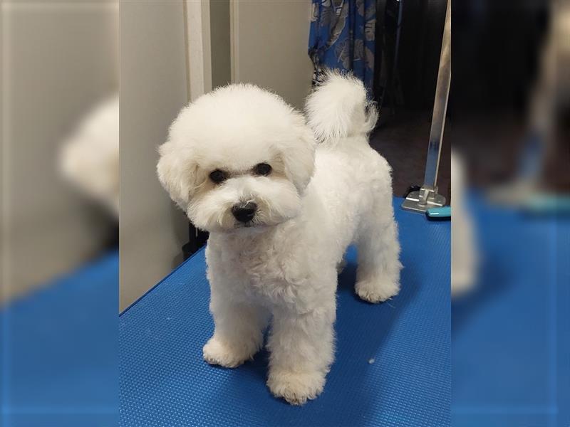 Süßer Welpe Bichon Frise Hündin 7 Monate