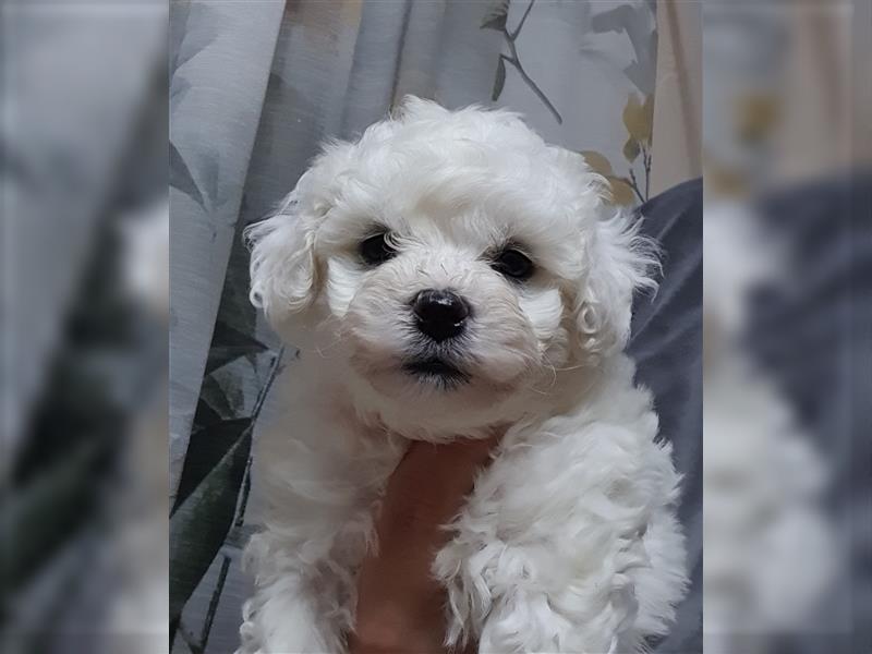 Bichon Frise Mädchen