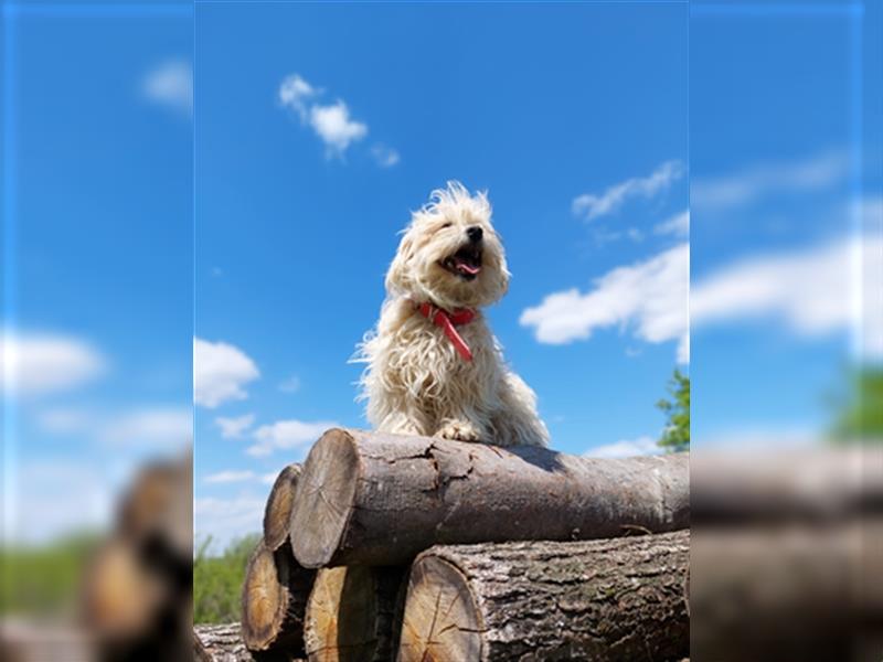 Poldy ist einer von 6 geretteten Hunden die einfach aussortiert wurden, wo finden sie ihr Glück