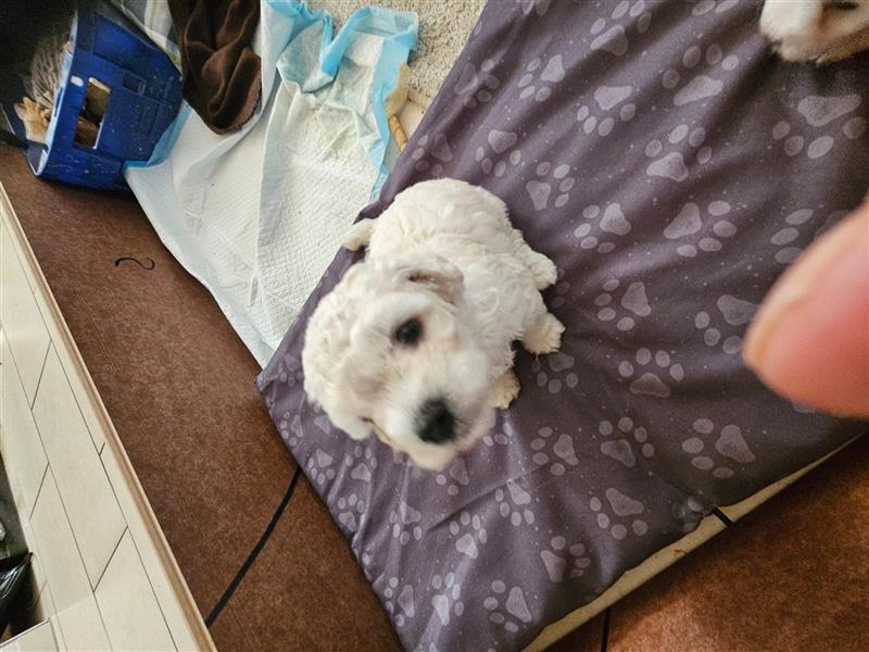 Bichon Frise Welpen