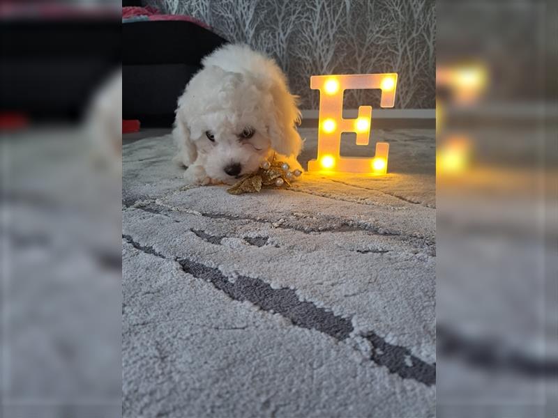 Bichon Frise Welpen