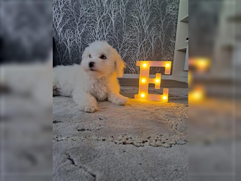 Bichon Frise Welpen