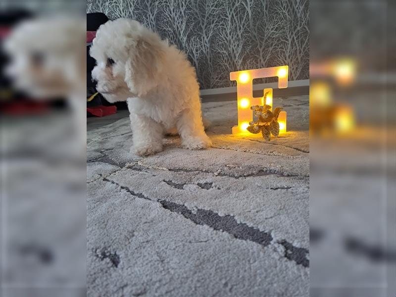 Bichon Frise Welpen