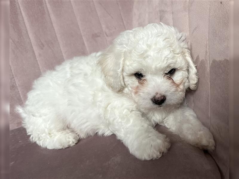 Bichon Frisé