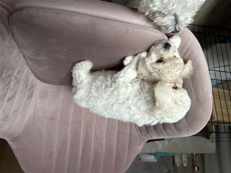 Bichon Frisé