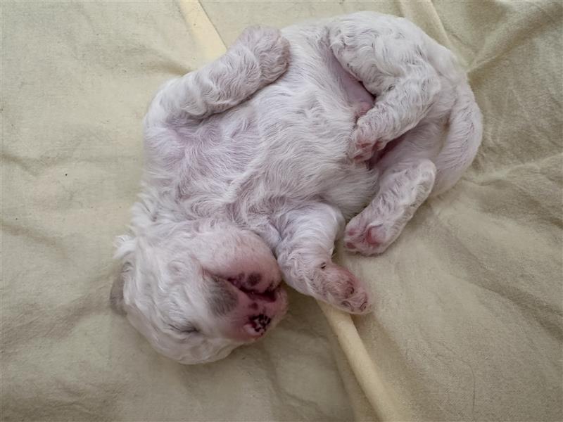 Bichon Frisé