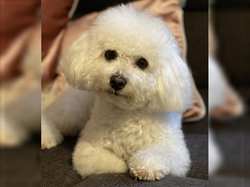 Bichon Frisé