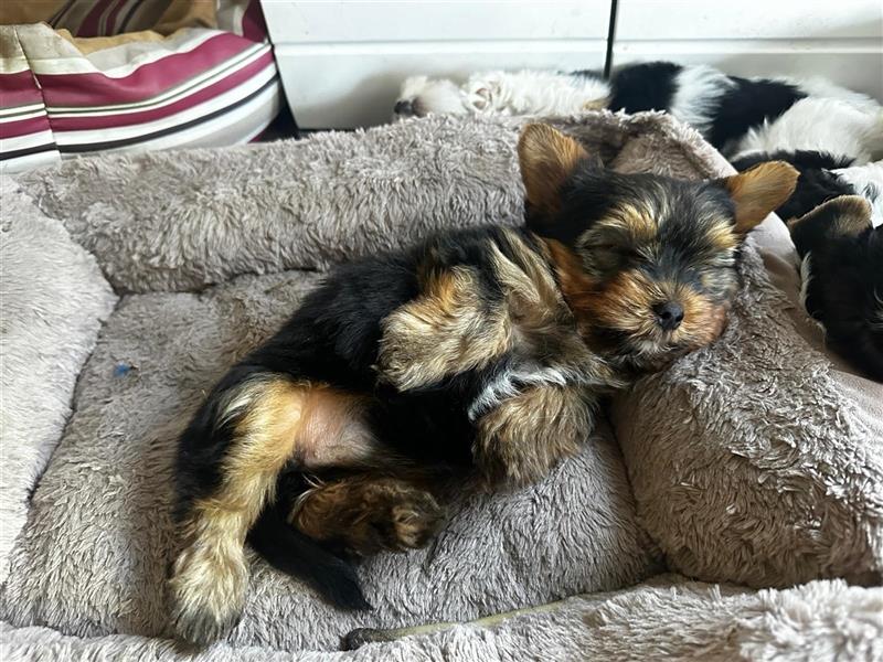 Biewer Yorkshire Terrier Welpen