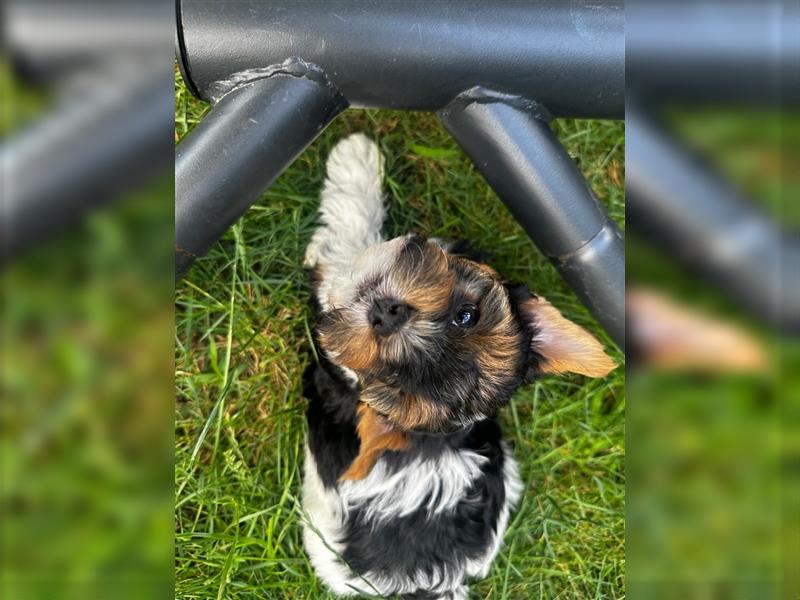 Biewer Yorkshire Terrier Welpen