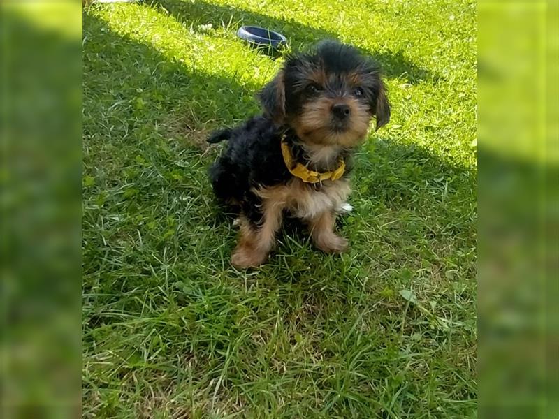 Yorkshire Terrier Welpen