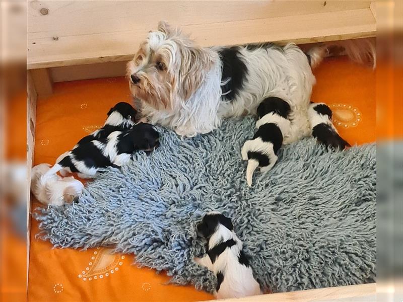 Biewer Yorkshire Terrier Welpen a la Pom Pon mit Papieren