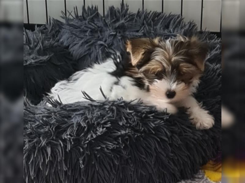 Biewer Yorkshire Terrier Welpen a la Pom Pon mit Papieren