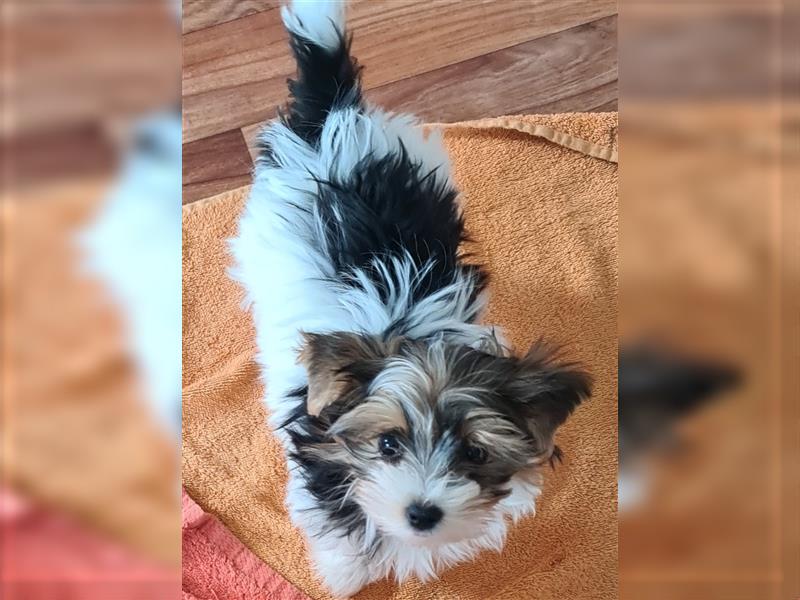 Biewer Yorkshire Terrier Welpen a la Pom Pon mit Papieren