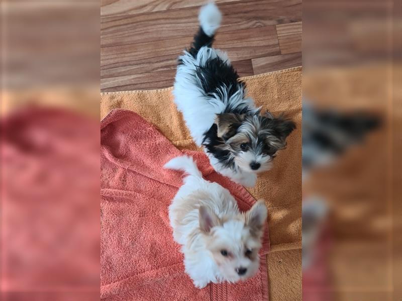 Biewer Yorkshire Terrier Welpen a la Pom Pon mit Papieren