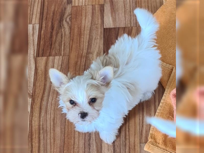 Biewer Yorkshire Terrier Welpen a la Pom Pon mit Papieren