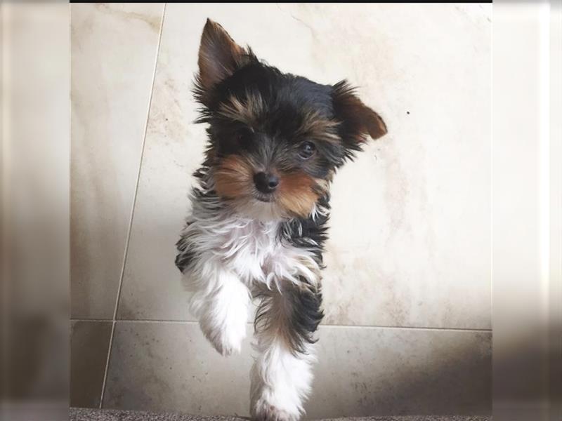 Biewer Yorkshire Terrier