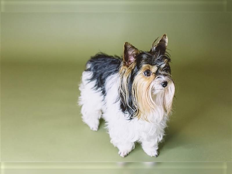 Biewer Yorkshire Terrier