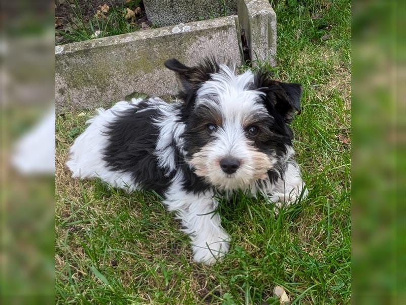 Biewer Yorkshire Terrier