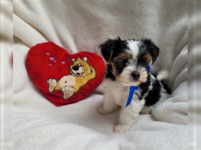 Bildschöne Biewer Yorkshire Terrier Rüden suchen ein liebevolles Zuhause