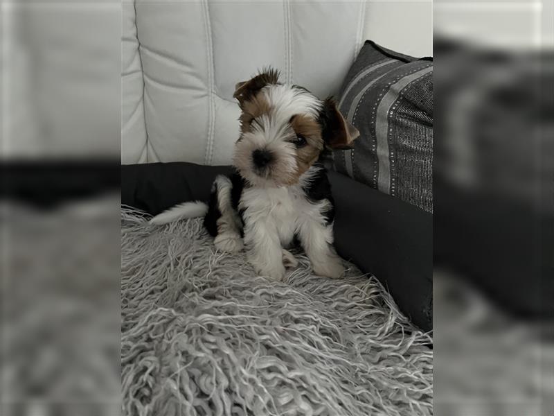 Bildschöne Biewer Yorkshire Terrier Rüden suchen ein liebevolles Zuhause