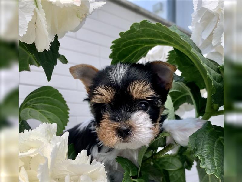 Biewer Yorkshire Terrier