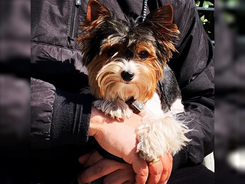 Biewer Yorkshire Terrier