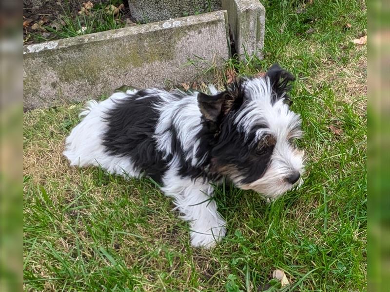 Biewer Yorkshire Terrier