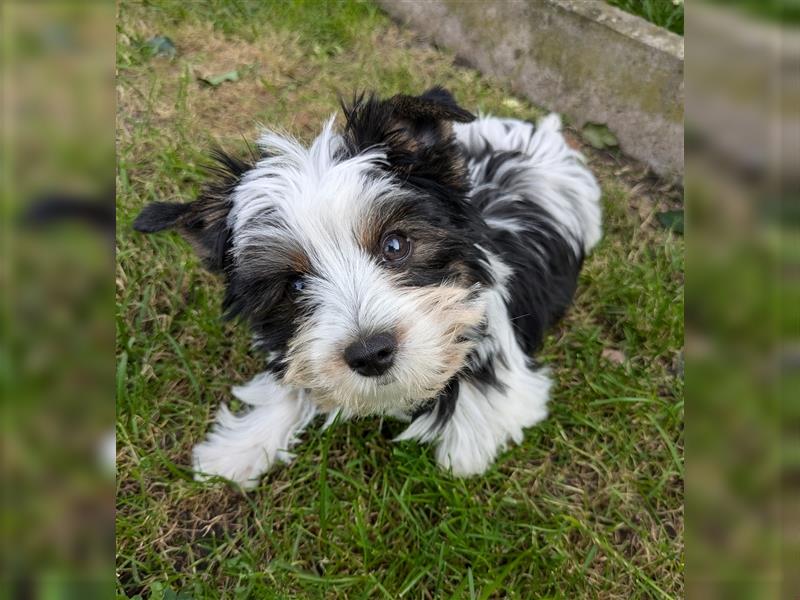 Biewer Yorkshire Terrier