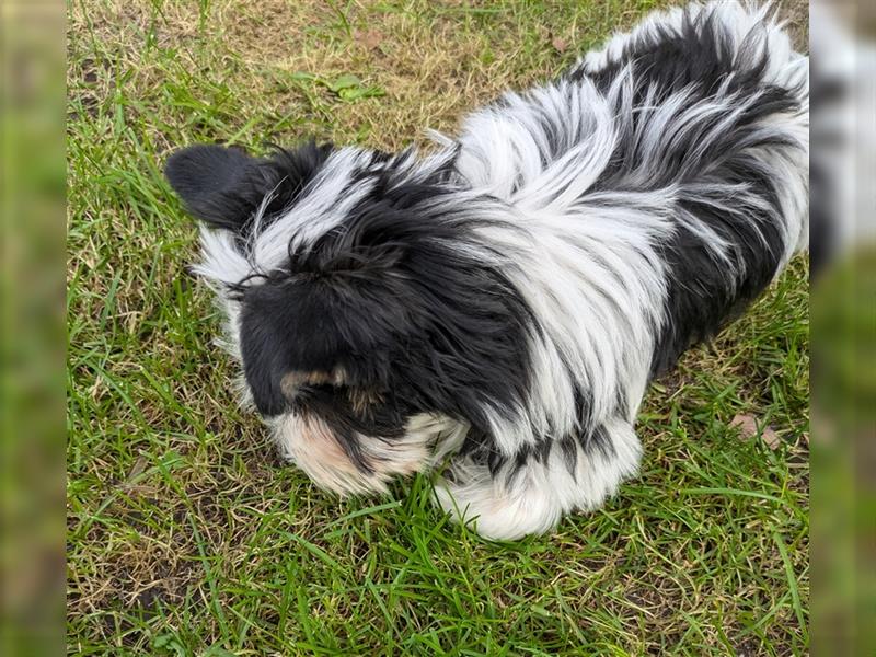 Biewer Yorkshire Terrier