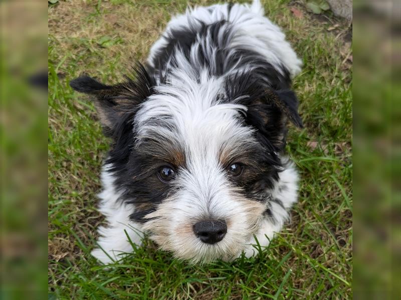 Biewer Yorkshire Terrier